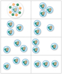 図2　炭素12原子核のアルファクラスターモデル。陽子2つと中性子2つからなるアルファ粒子（ヘリウム原子核）3つで炭素12の原子核が構成される。左上は殻模型と同じ状態。アルファ粒子3つが同じ場所で重なり合った特殊な形と考えられる。アルファクラスターモデルはシェルモデルにくらべると広がっており、密度が低い。殻模型が液滴に近似されるのに対して、アルファクラスターモデルは気体に近似できる。