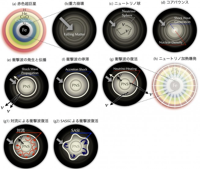 図1：ニュートリノ加熱説による超新星爆発のシナリオ