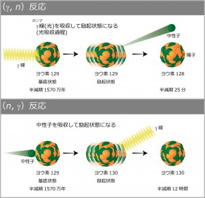 図1：核変換反応 左の（y,n）反応は原子核にγ線を当て、右の（n,γ）反応は中性子を原子核に当てて、それぞれ半減期の短い原子核にする。