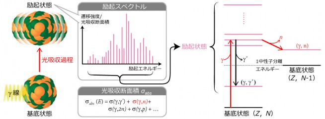 図2：（γ,n）反応の原理原子核は、γ線を吸収する光吸収過程により、不安定な励起状態に移行する。