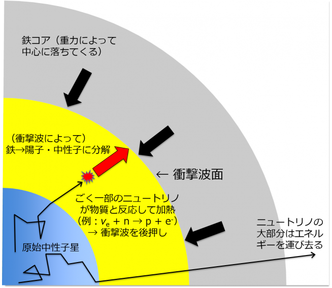 図１：超新星爆発を起こしつつある星の内部の模式図